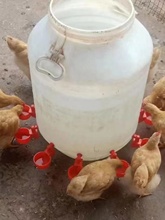 Чаша для корма / воды фото