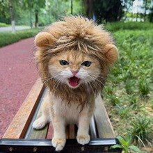 Шапки для животных фото