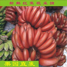 Пальто и куртки для беременных фото