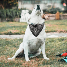 Ошейники фото