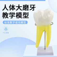 Стоматологические игрушки фото